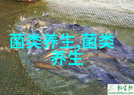 吃木耳中毒到底谁是罪魁祸首
