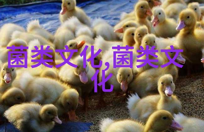 河南采用先进技术 鲁山县食用菌现代产业园项目钱景可观