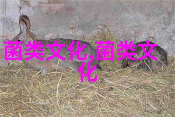 羊肚菌的养生功效介绍